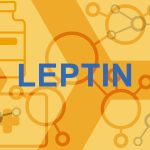 Leptin – Wissen & Fakten