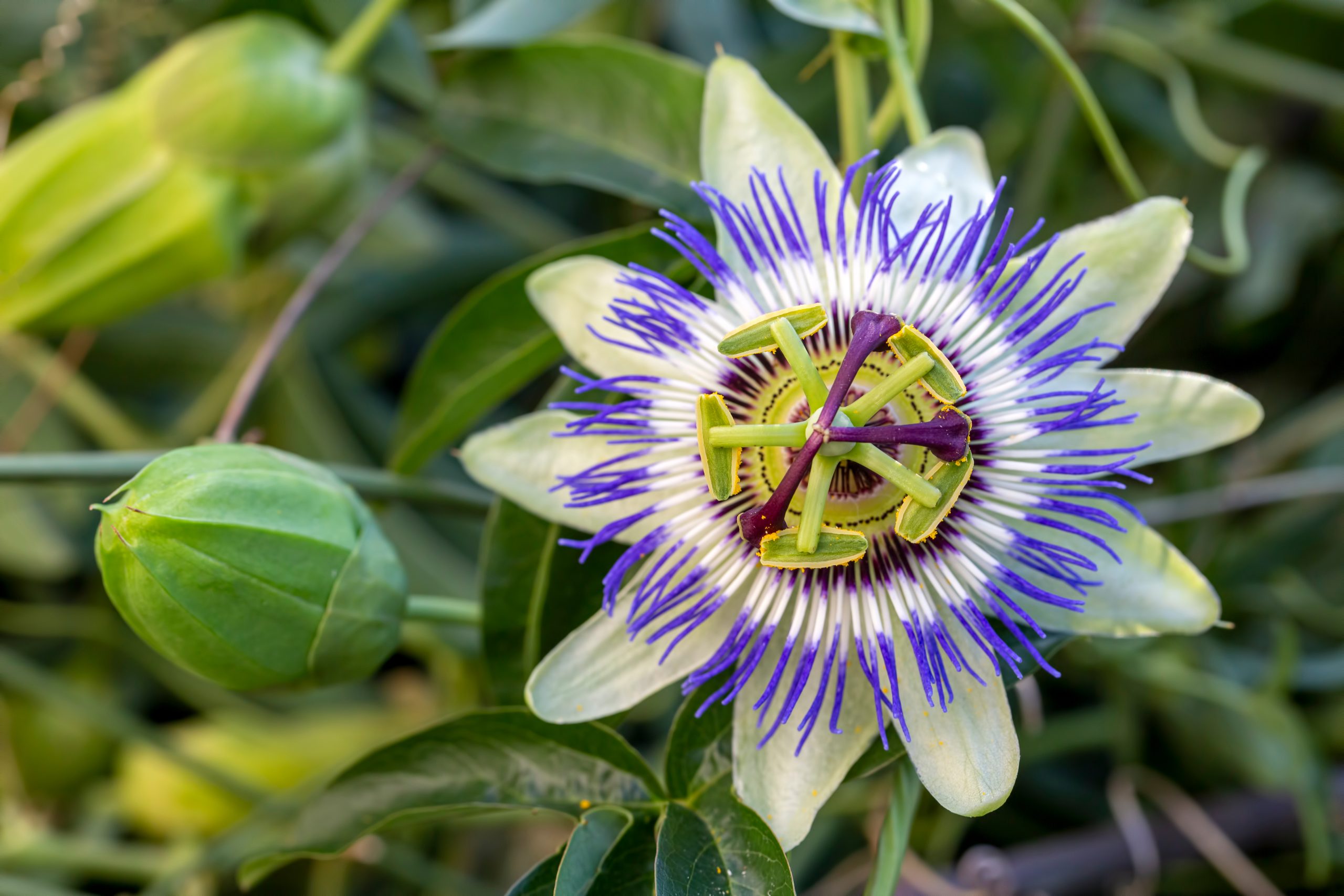 Wirkung Passionsblume: So hilft dir die PassionsblumeStoffwechsel natürlich anregen